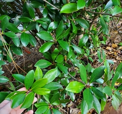 Ternstroemia gymnanthera