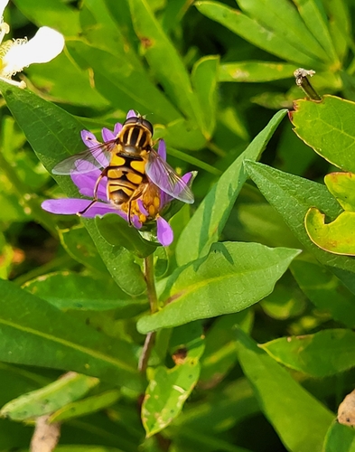 Unknown species found near Deming, WA 98244, USA