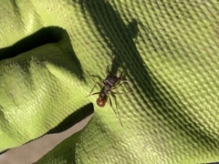 Pogonomyrmex rugosus