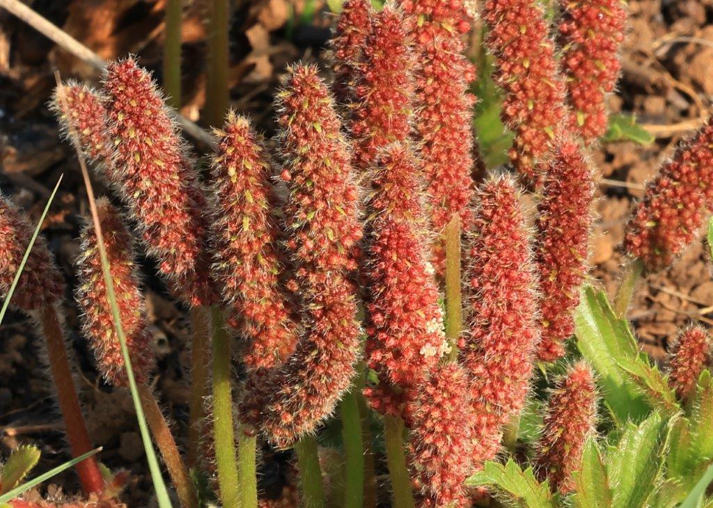Acalypha angustata 4