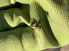 Pogonomyrmex rugosus