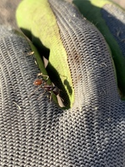 Pogonomyrmex rugosus