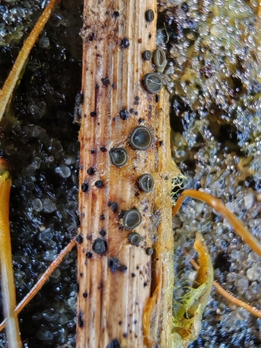 Mollisia palustris