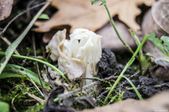 Helvella crispa