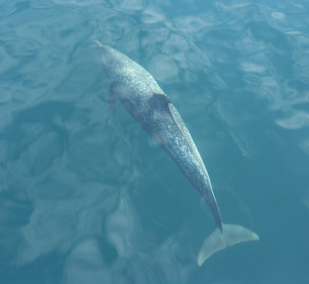 Eastern Pacific Coastal Spotted Porpoise