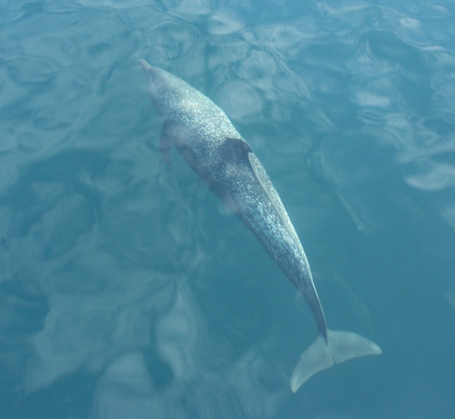 Eastern Pacific Coastal Spotted Porpoise