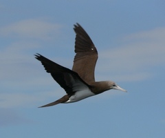 Sula leucogaster brewsteri