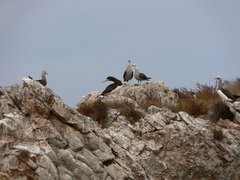 Sula leucogaster brewsteri
