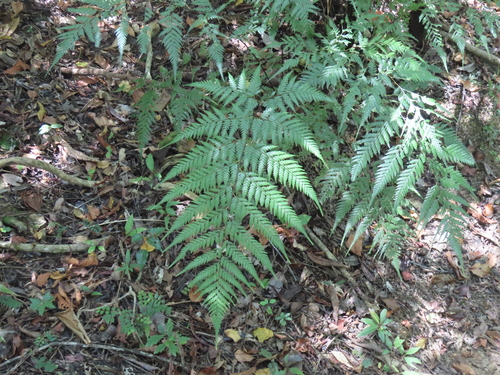 Orthiopteris firma observed 2019-10-20