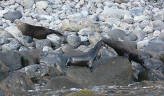 Arctocephalus townsendi