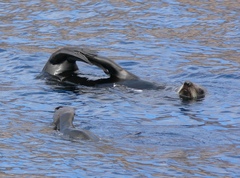 Arctocephalus townsendi