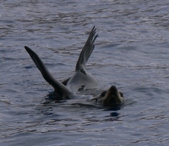 Arctocephalus townsendi