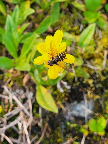 Unknown species found near Deming, WA 98244, USA