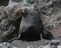 Arctocephalus townsendi