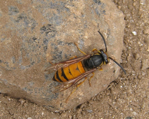 Vespula structor photographed in Nepal