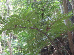 Ptisana attenuata