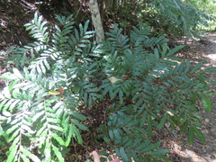 Ptisana attenuata