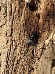 Calliphoridae