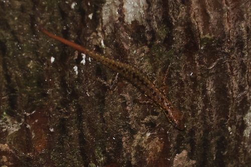 Sphenomorphus scotophilus observed 2025-09-06