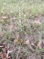 Spiranthes magnicamporum