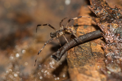 Episinus angulatus