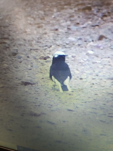 White-crowned Wheatear