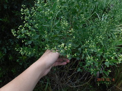 Baccharis halimifolia image