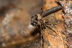 Episinus angulatus
