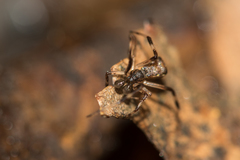 Episinus angulatus