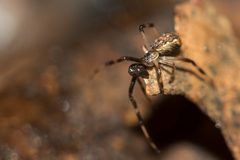 Episinus angulatus