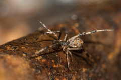 Episinus angulatus