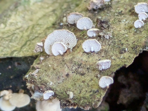 Panellus pusillus