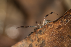 Episinus angulatus