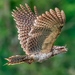 Aves - Photo (c) David White, algunos derechos reservados (CC BY-NC), uploaded by David White