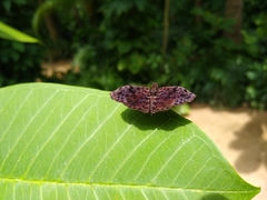 Cycloglypha thrasibulus thrasibulus