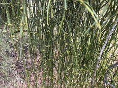 Viscum articulatum