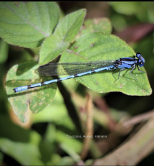 Argia elongata