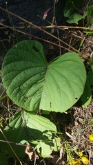Zehneria