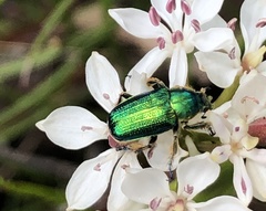 Diphucephala colaspidoides