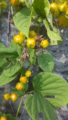 Zehneria