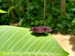 Cycloglypha thrasibulus thrasibulus