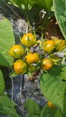 Zehneria
