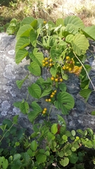 Zehneria