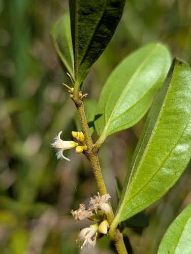 Strychnos guianensis