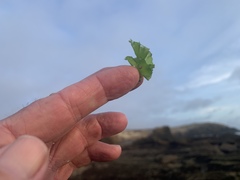Ulva californica