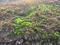 Ulva californica