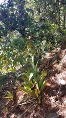 Catopsis hahnii