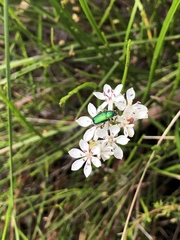 Diphucephala colaspidoides