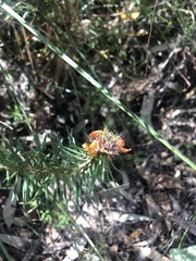 Pultenaea stipularis