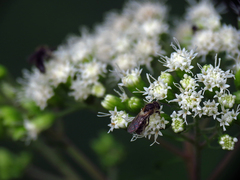 Ageratina roanensis